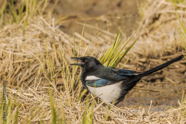 Obraz bird drinking water