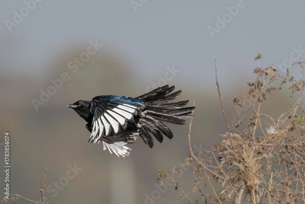 Obraz Bird flapping its wings