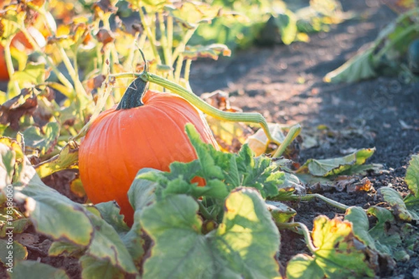 Obraz Pumkins on the vine in a garden pumpkin patch in evening golden hour light 