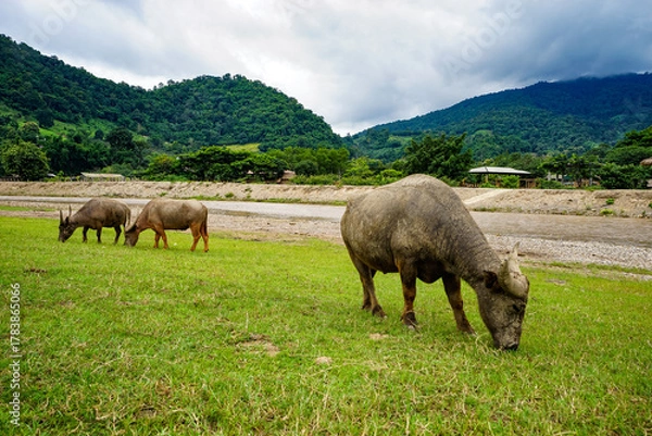 Obraz Parco naturale con bufali