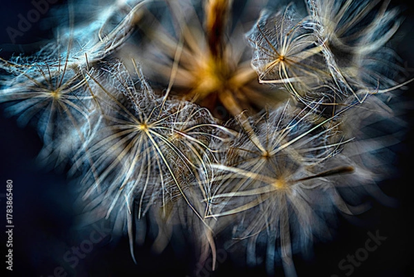 Fototapeta Light network of dandelion seeds in gentle motion
Interwoven filaments of dandelion seeds form an airy structure filled.
