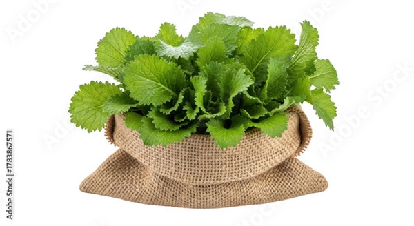 Obraz Fresh green mustard leaves in a burlap sack isolated on transparent background