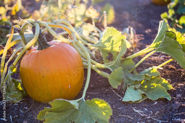 Fototapeta Pumkins on the vine in a garden pumpkin patch in evening golden hour light 