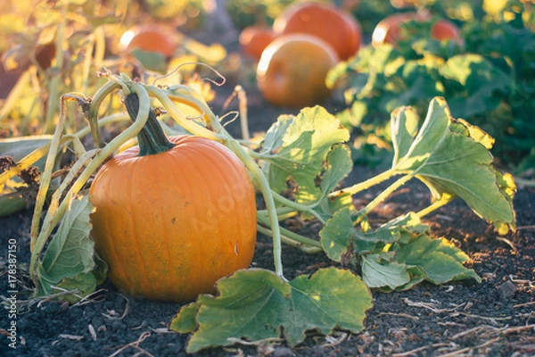 Obraz pumpkins on the vine in a garden pumpkin patch during golden hour 