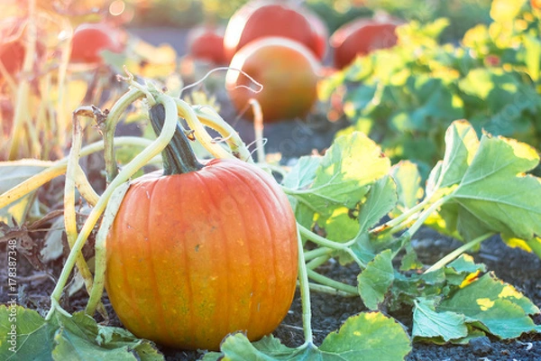 Obraz Pumkins on the vine in a garden pumpkin patch in evening golden hour light 