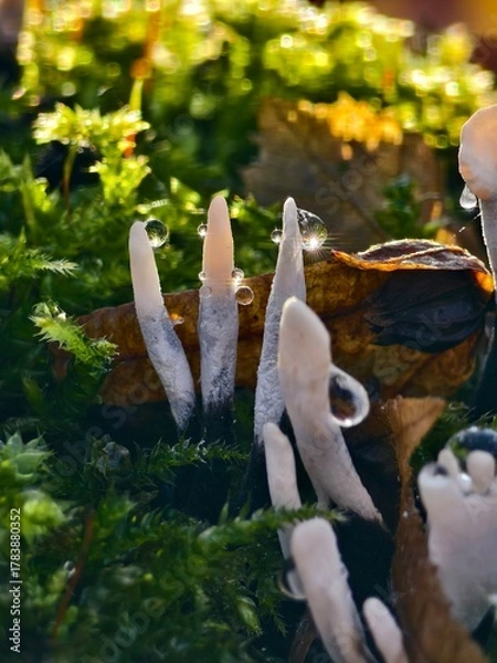 Obraz Mushroom with dew drops in moss in warm backlight macro shot