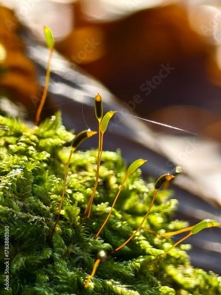 Obraz Moss rods in backlight, a magical macro world