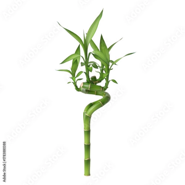 Obraz Lucky bamboo plant with twisted stalk isolated on transparent background