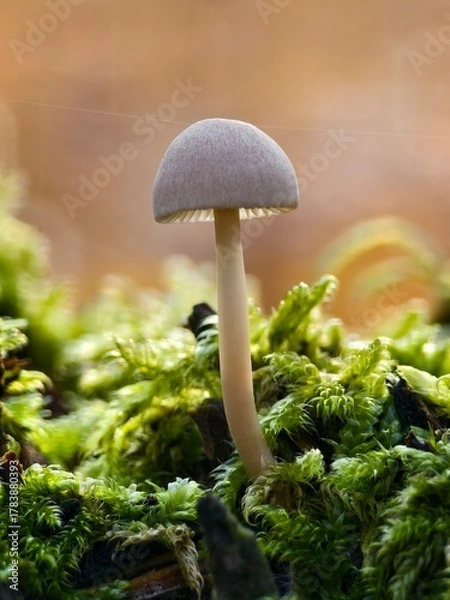 Obraz Mushroom in moss in warm backlight macro shot