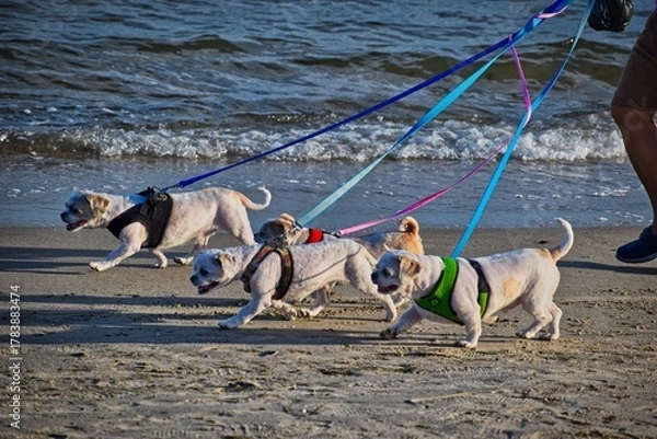 Obraz dogs walking the beach