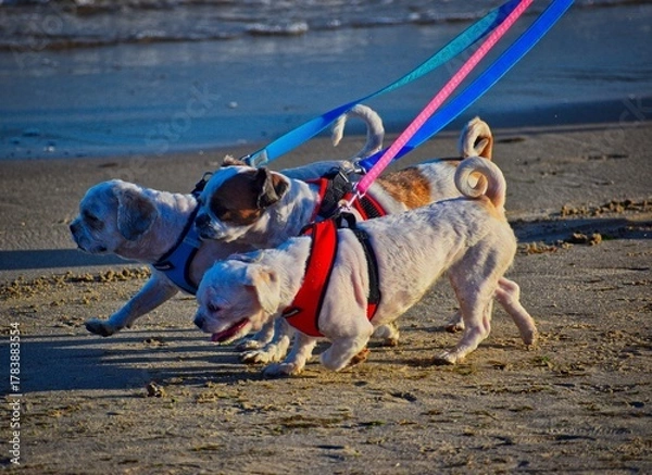 Obraz dogs running on the beach