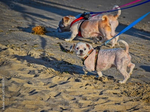 Obraz dogs on the beach