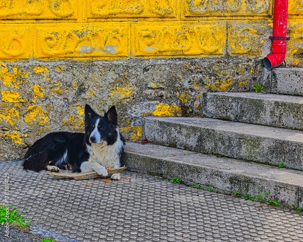 Obraz dog on the street