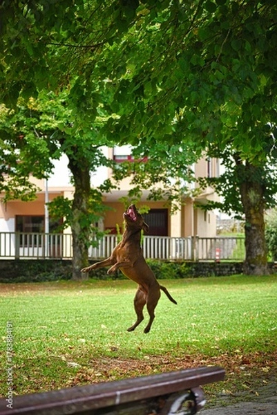 Obraz dog playing in the park