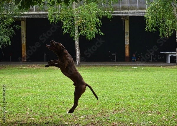 Obraz Dog playing outdoors