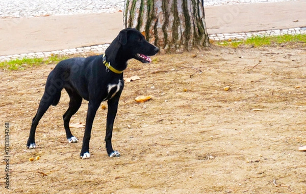 Obraz black dog running