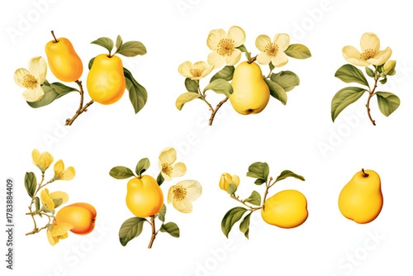 Obraz Botanical illustrations of ripe yellow quince fruits with delicate blossoms and leaves