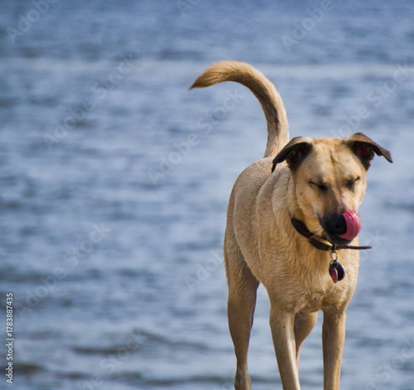 Fototapeta dog on the beach