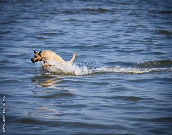 Obraz dog in water
