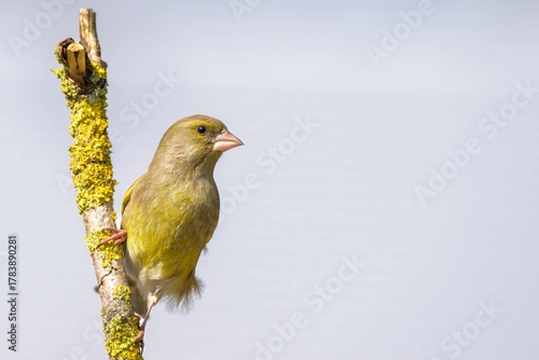 Fototapeta Greenfinch