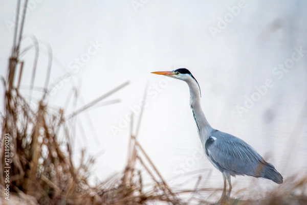 Fototapeta Grey heron