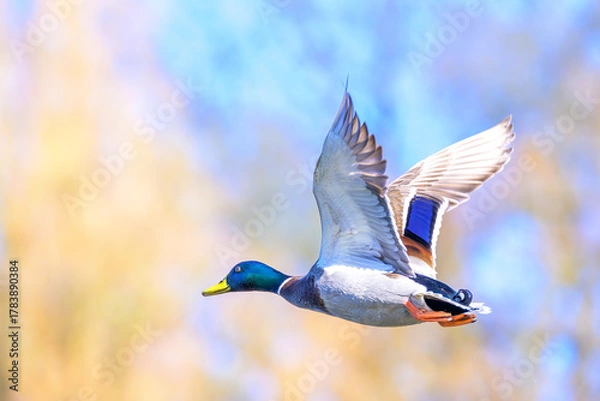 Fototapeta mallard duck