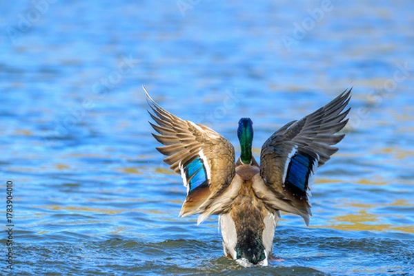 Obraz Mallard duck