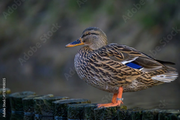 Fototapeta Mallard duck