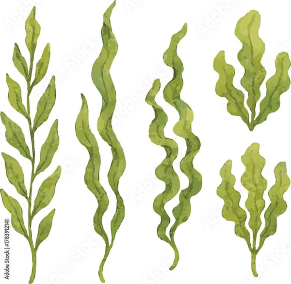 Fototapeta Vector watercolor illustrations of kelp