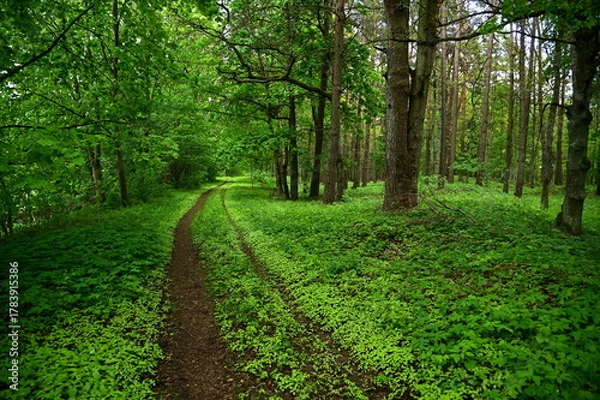 Obraz footpath in the forest in the spring