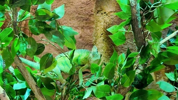 Fototapeta Green chameleon perched on a tree branch and camouflaged among the green leaves.