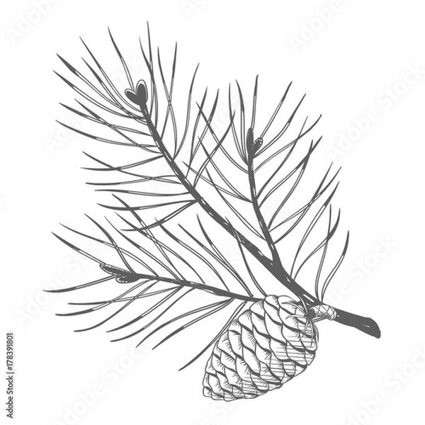 Fototapeta A pine branch with pine cones. Vector illustration.