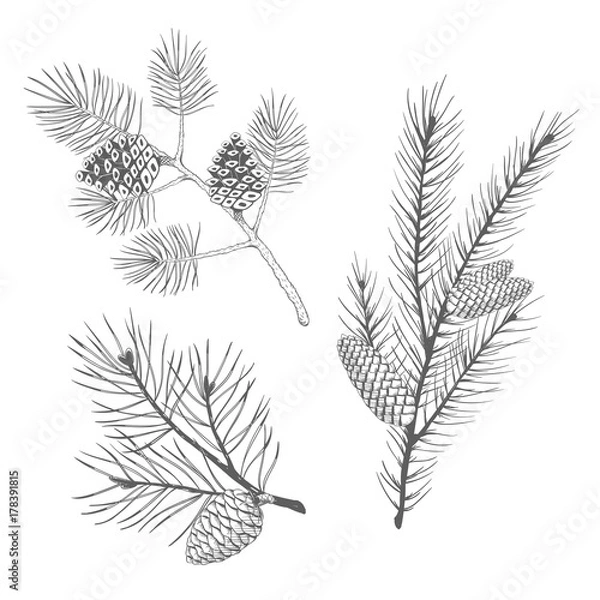 Fototapeta Hand drawn set of fir and pine branches. Vector illustration.