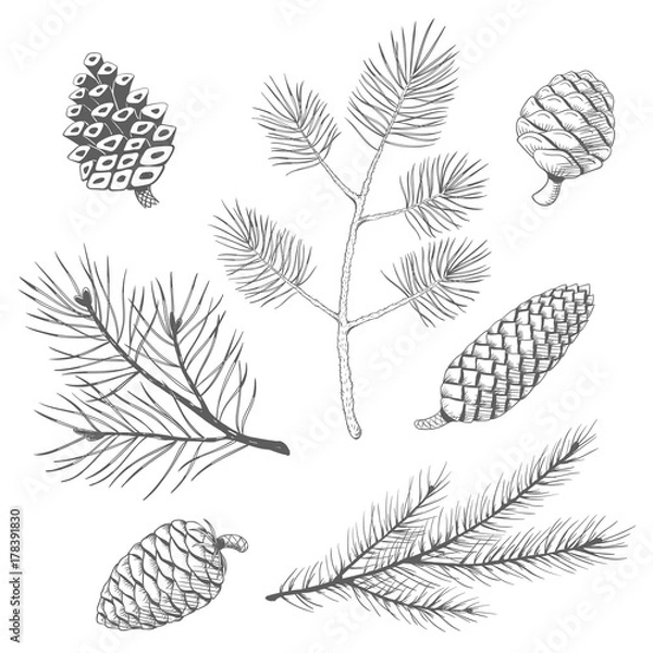 Fototapeta Hand drawn set of fir and pine branches with fircones and pinecones. Vector illustration.