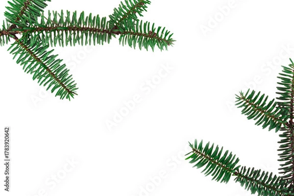 Fototapeta dark green pine or fir branches bordering a white background with ample empty space concept of holiday design, seasonal advertising, winter decor