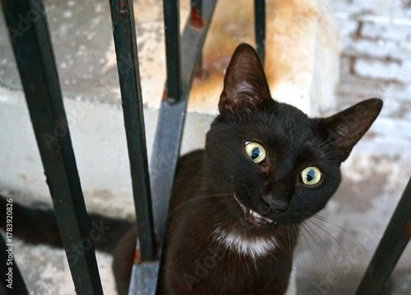 Obraz cat on the fence