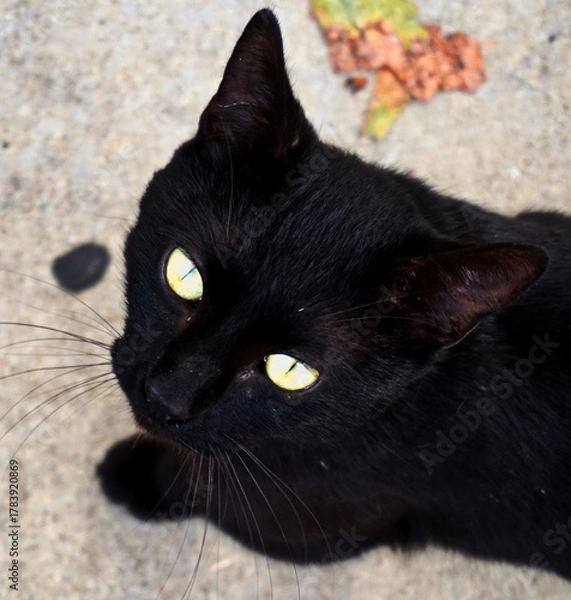 Obraz black cat portrait