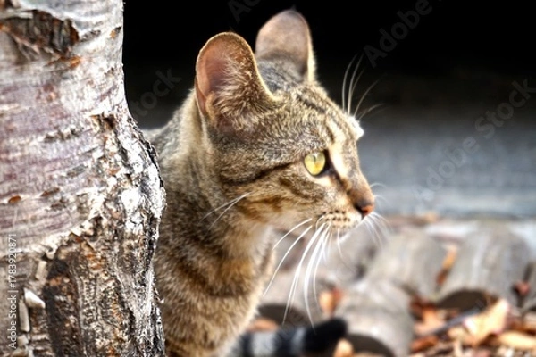Obraz portrait of a cat