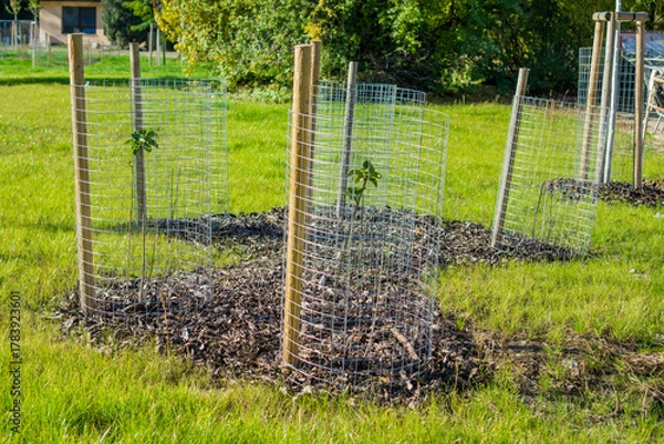 Fototapeta young sapling trees protected by wire mesh cages planted in a green grassy field for reforestation with no subject looking at camera concept of ecology, conservation, sustainability