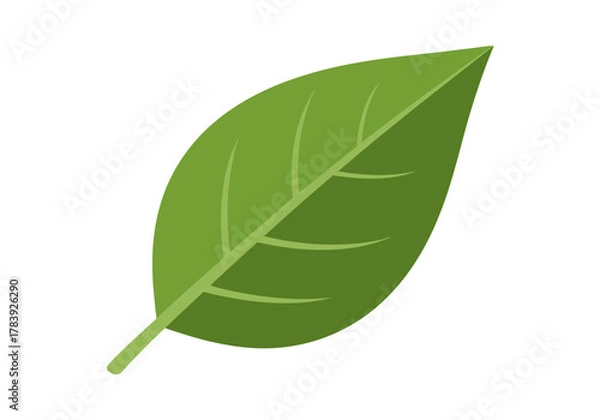 Fototapeta Close up of a green leaf with veins and texture