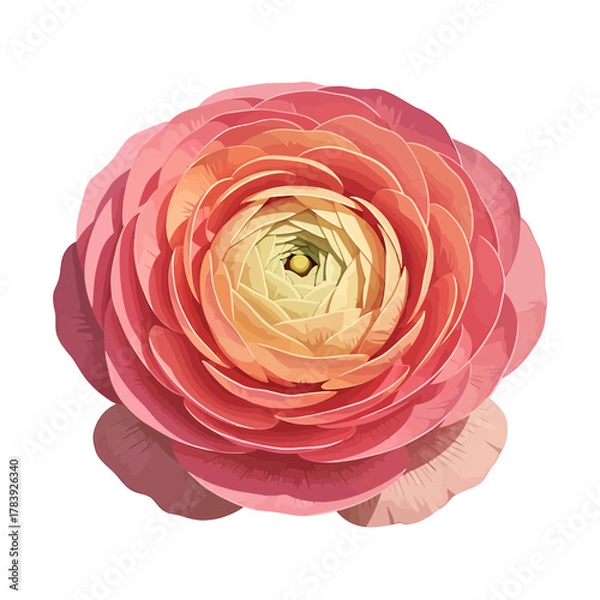 Fototapeta Close up of delicate blossom with soft petals against white