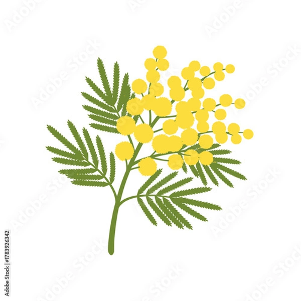 Fototapeta Close up of mimosa flower in botanical illustration style