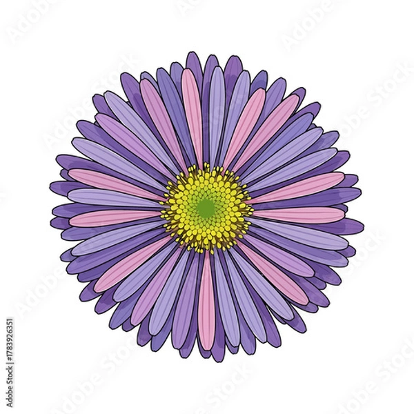 Fototapeta Close up of single aster flower with petals in purple and green
