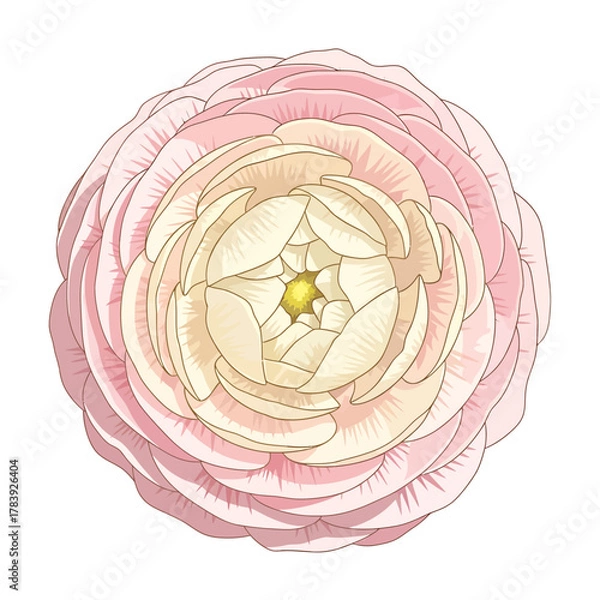Fototapeta Close up view of a soft pink flower isolated on white background botanical illustration