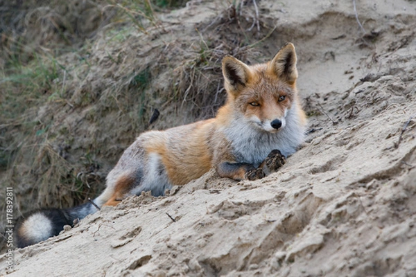 Fototapeta Lying fox