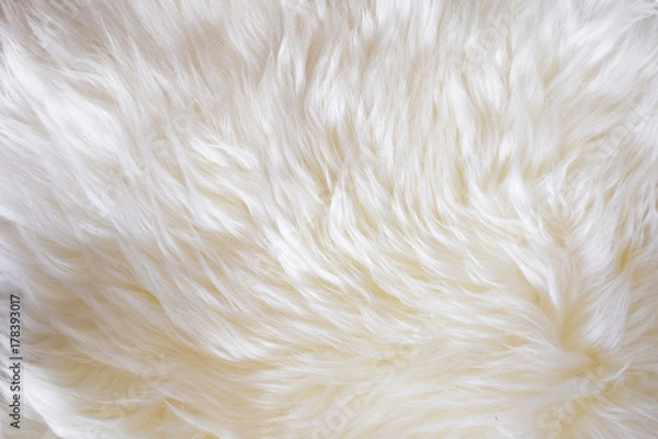 Obraz Soft shiny sheep wool