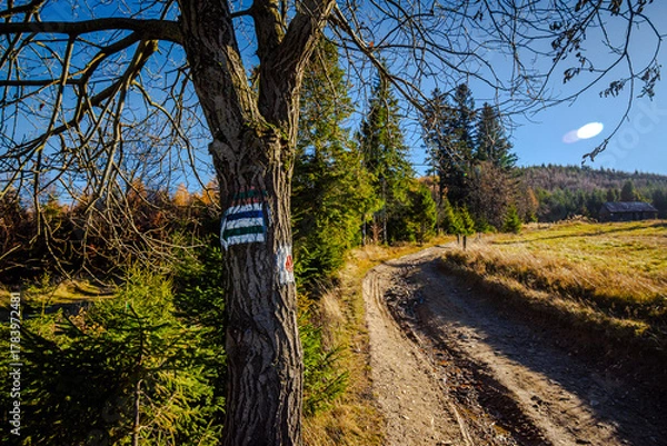 Obraz Ścieszka  polna 