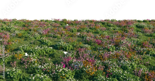 Fototapeta Field Ground with Dianthus, Iberis flowers and wild grass and bushes isolated png on a transparent background premium grass pile cutout