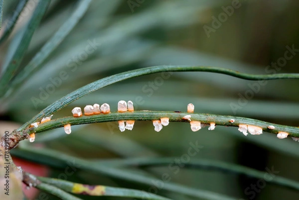 Fototapeta Coleosporium tussilaginis is a species of rust fungus in the family Coleosporiaceae. It is a pine trees pathogen.