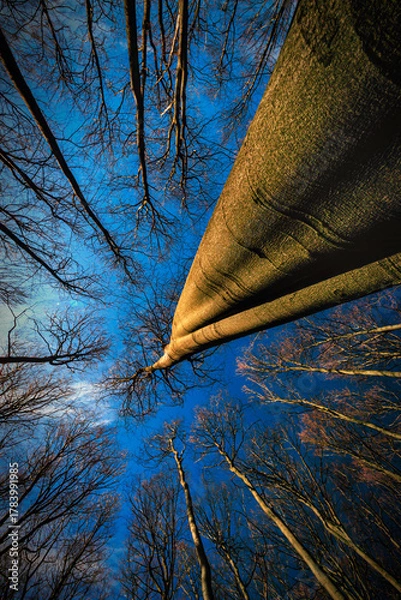 Obraz Into the Infinity of the Forest